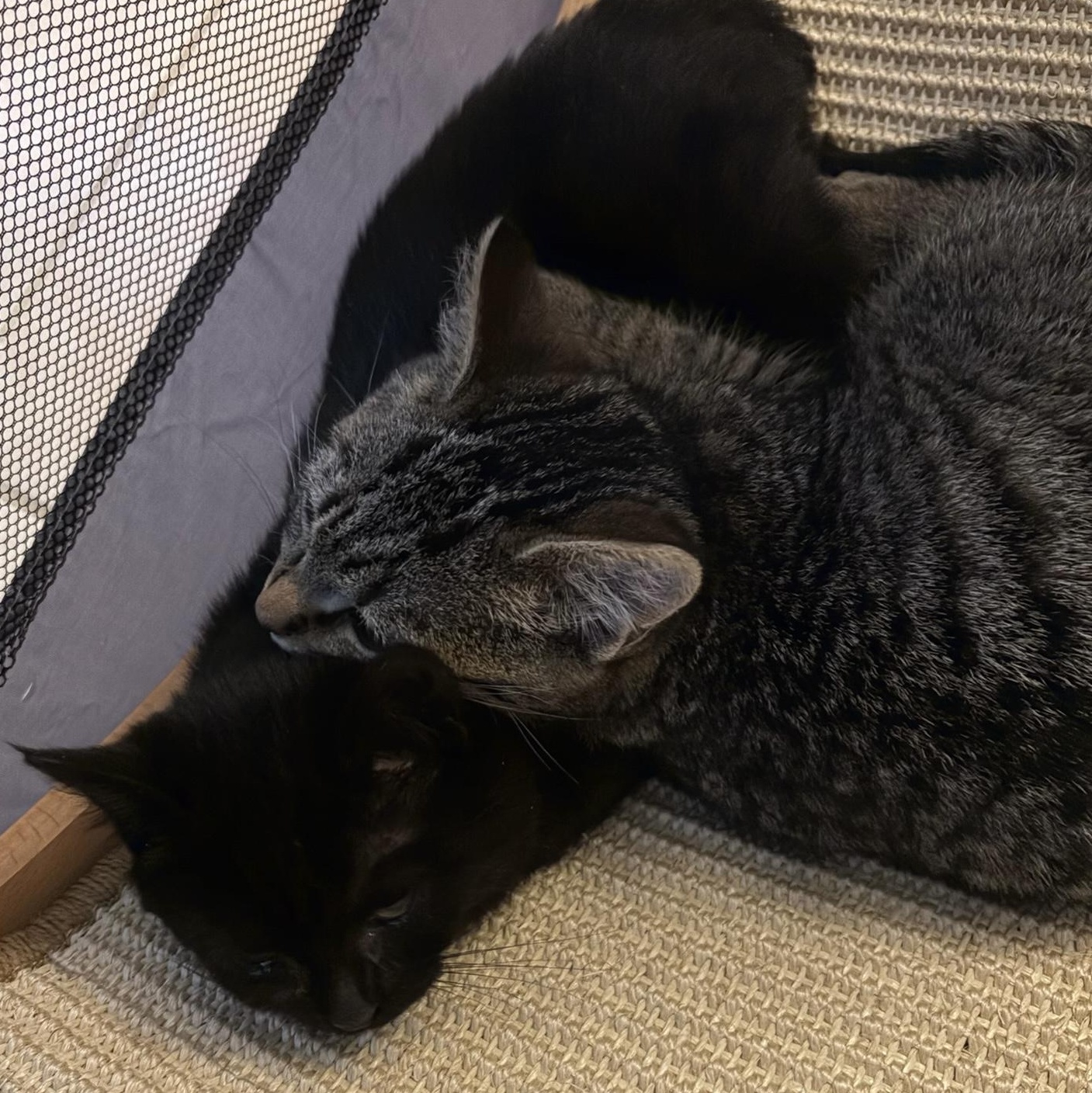 Enlarge Chilly & Willy, a ADOPTABLE mixed breed in Hyattsville, MD image 5/6