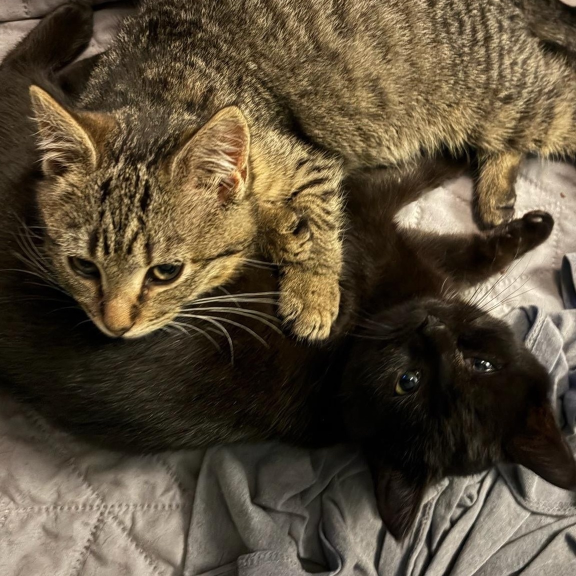 Chilly & Willy, ADOPTABLE, Kitten Female Domestic Short Hair & Tabby.