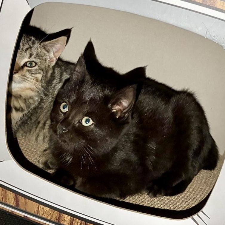 Enlarge Chilly & Willy, a ADOPTABLE mixed breed in Hyattsville, MD image 4/6