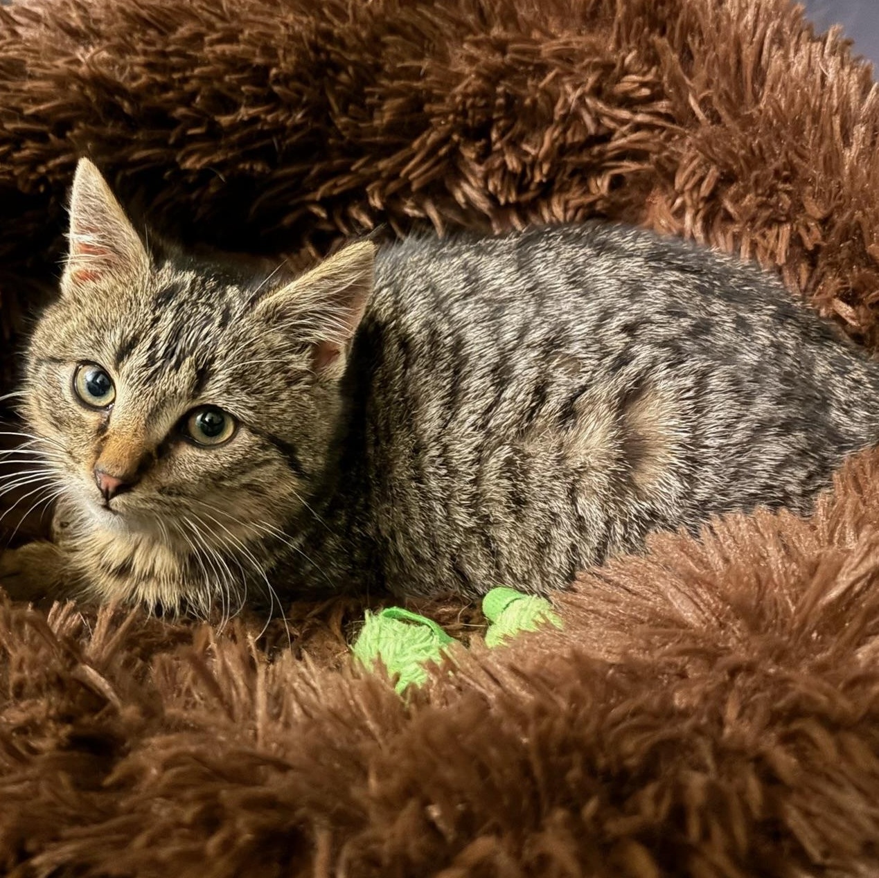 Enlarge Chilly & Willy, a ADOPTABLE mixed breed in Hyattsville, MD image 2/6