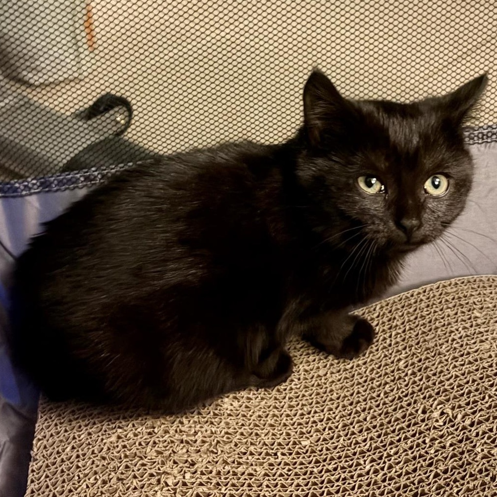 Enlarge Chilly & Willy, a ADOPTABLE mixed breed in Hyattsville, MD image 3/6