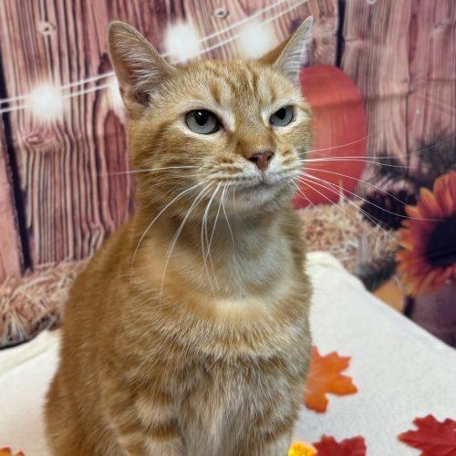 Enlarge Dababy, a Adoptable Domestic Short Hair in Fishers, IN image 1/2