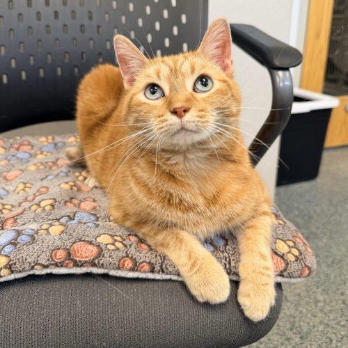Enlarge Dababy, a Adoptable Domestic Short Hair in Fishers, IN image 2/2