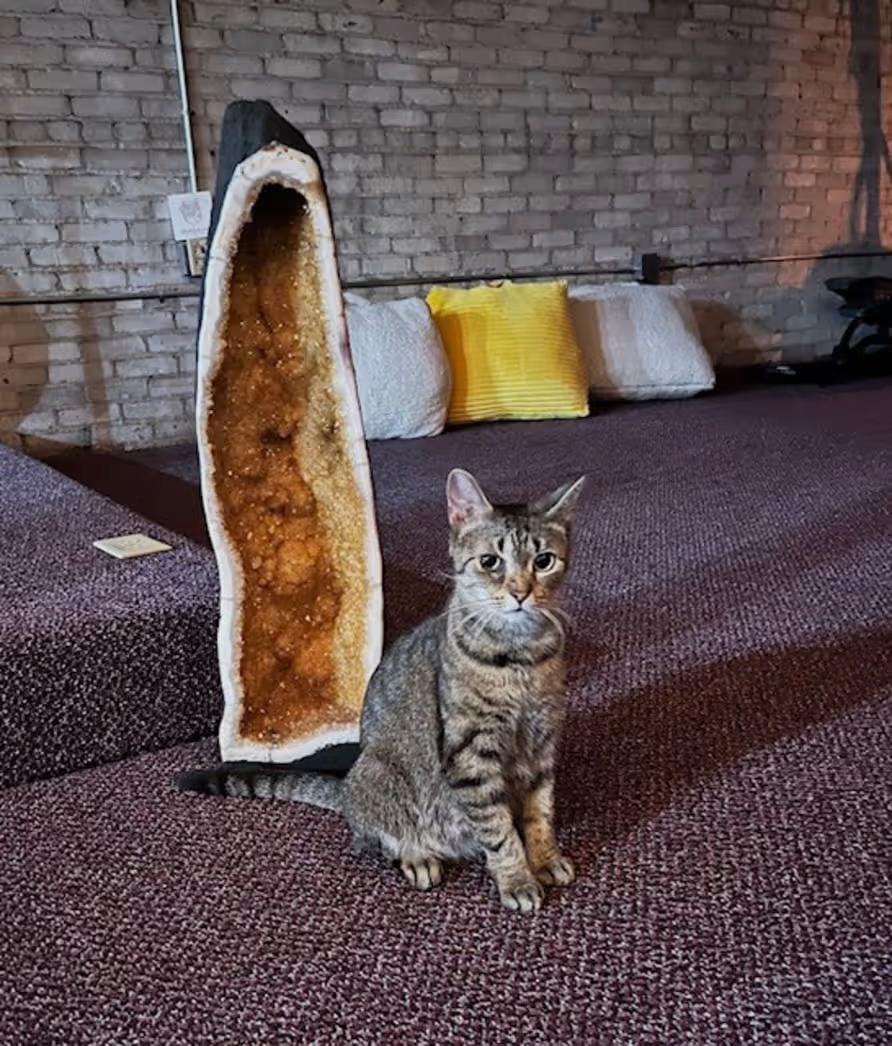 Enlarge Eloise, a Adoptable Domestic Short Hair in Findlay, OH image 1/1