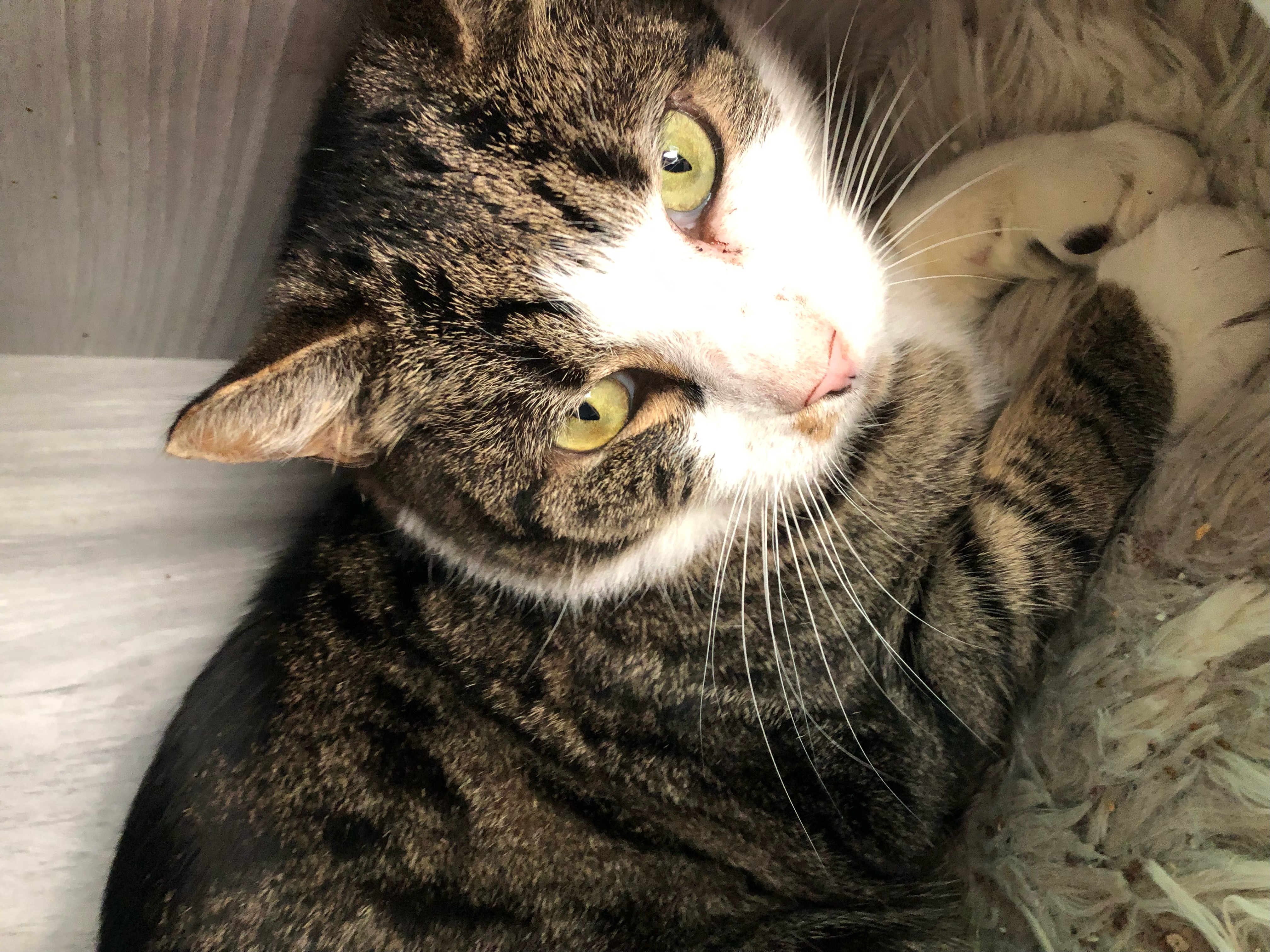 The Notorious L.A.P., the gentle, oddly affectionate feline paperweight (you're the paper!)