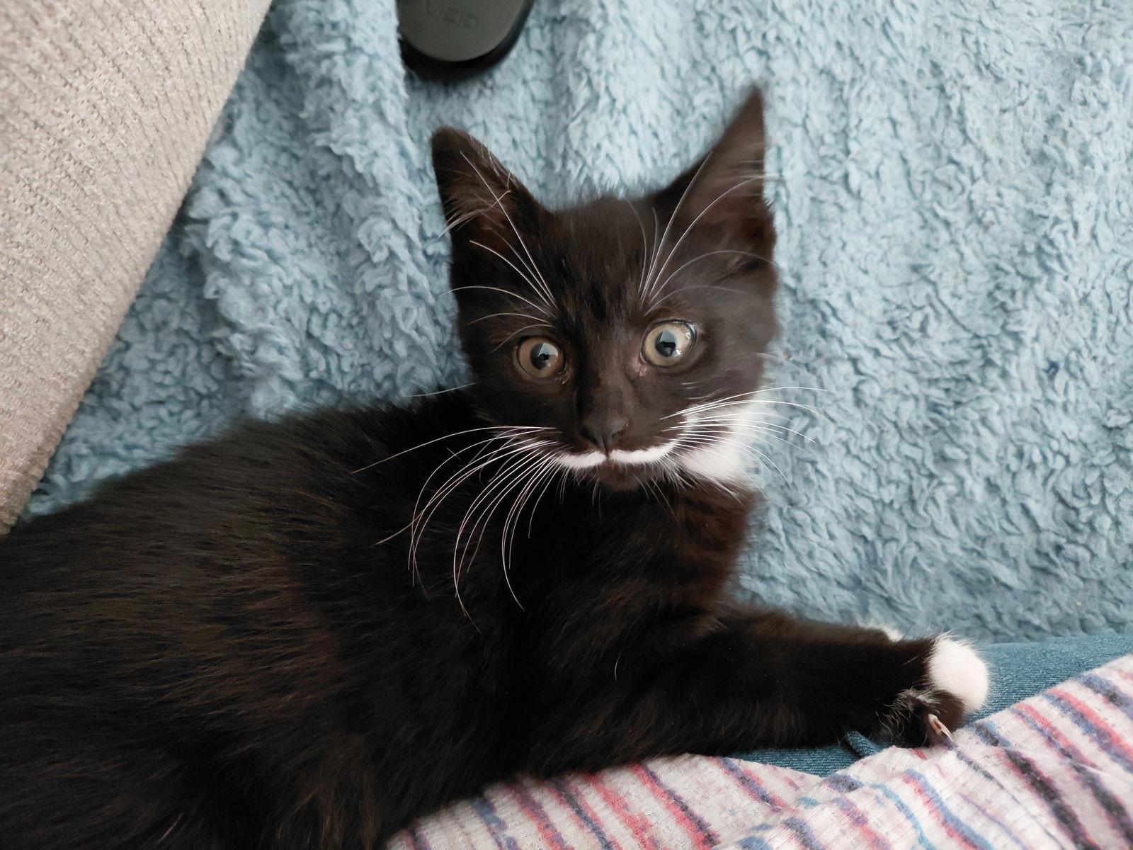 Enlarge Mittens (foster kitten), a Adopted Domestic Short Hair in Gettysburg, PA image 1/1