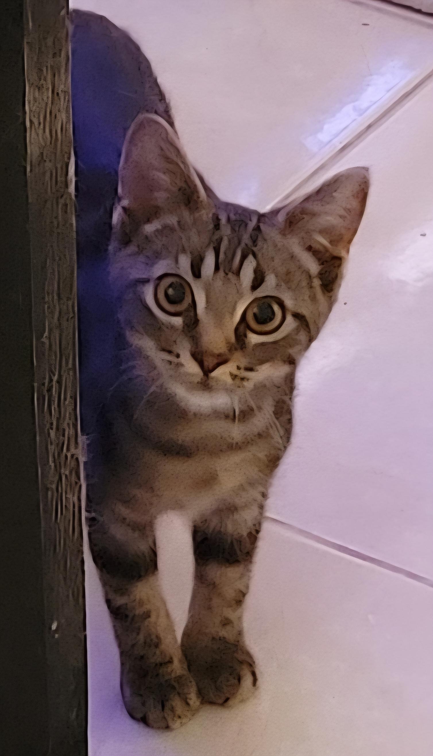 Tapioca, Adoptable, Young Female Domestic Short Hair.