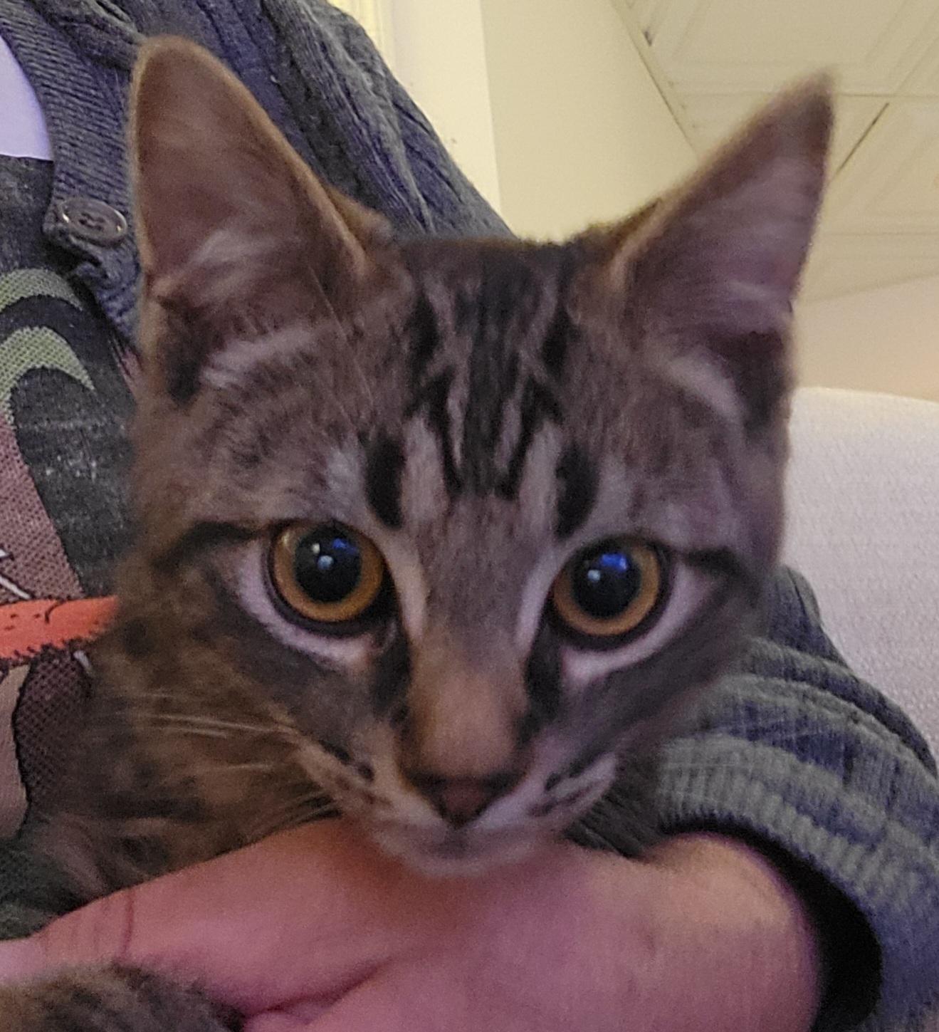 Enlarge Tapioca, a Adoptable Domestic Short Hair in Knoxville, TN image 2/3