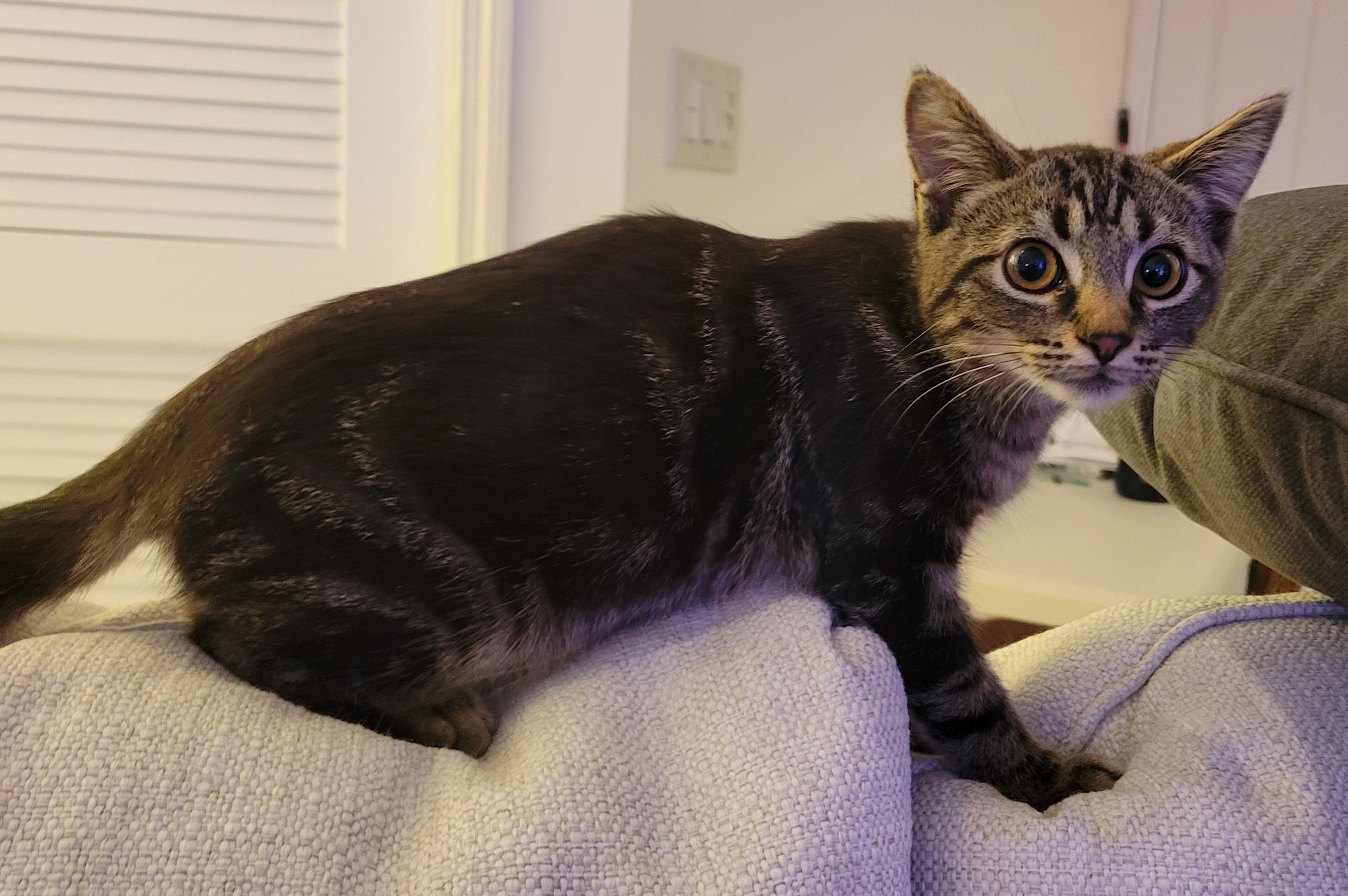 Enlarge Tapioca, a Adoptable Domestic Short Hair in Knoxville, TN image 3/3