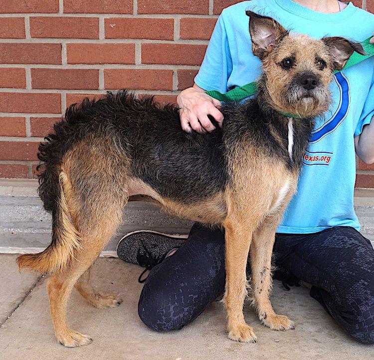 Firu, a ADOPTABLE mixed breed in Carrollton, TX image 2/2