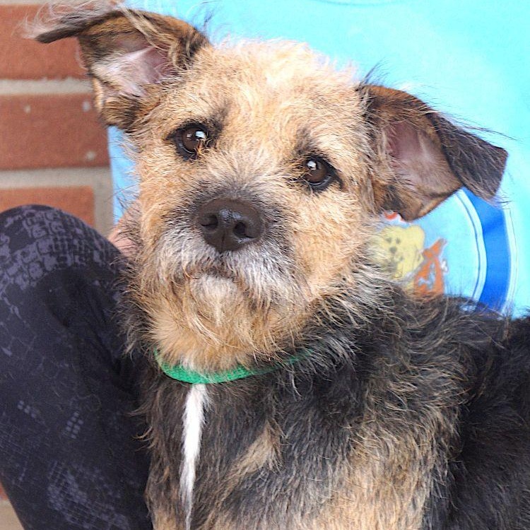 Firu, ADOPTABLE, Adult Female Border Terrier & Terrier.