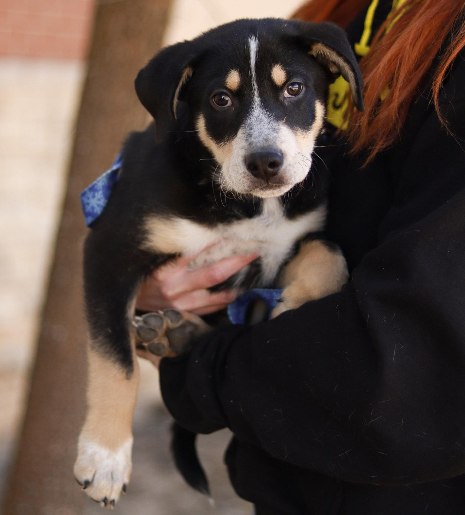 Levi, ADOPTABLE, Puppy Male Australian Cattle Dog / Blue Heeler.