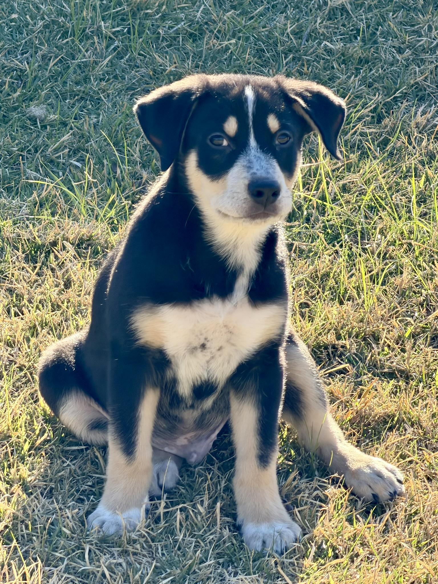 Enlarge Levi, an adoption pending mixed breed in Bryan, TX image 2/5