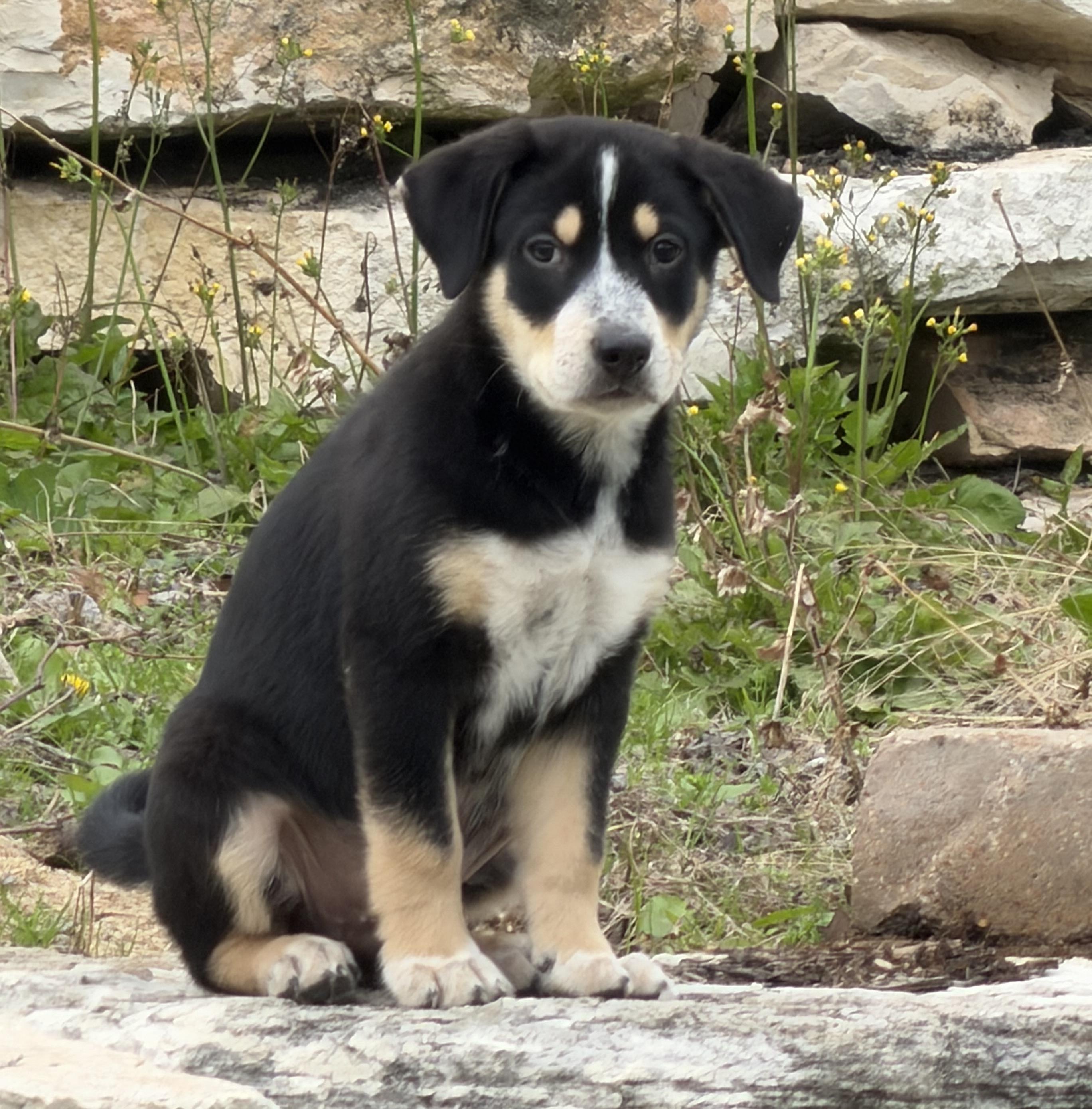 Enlarge Levi, an adoption pending mixed breed in Bryan, TX image 3/5