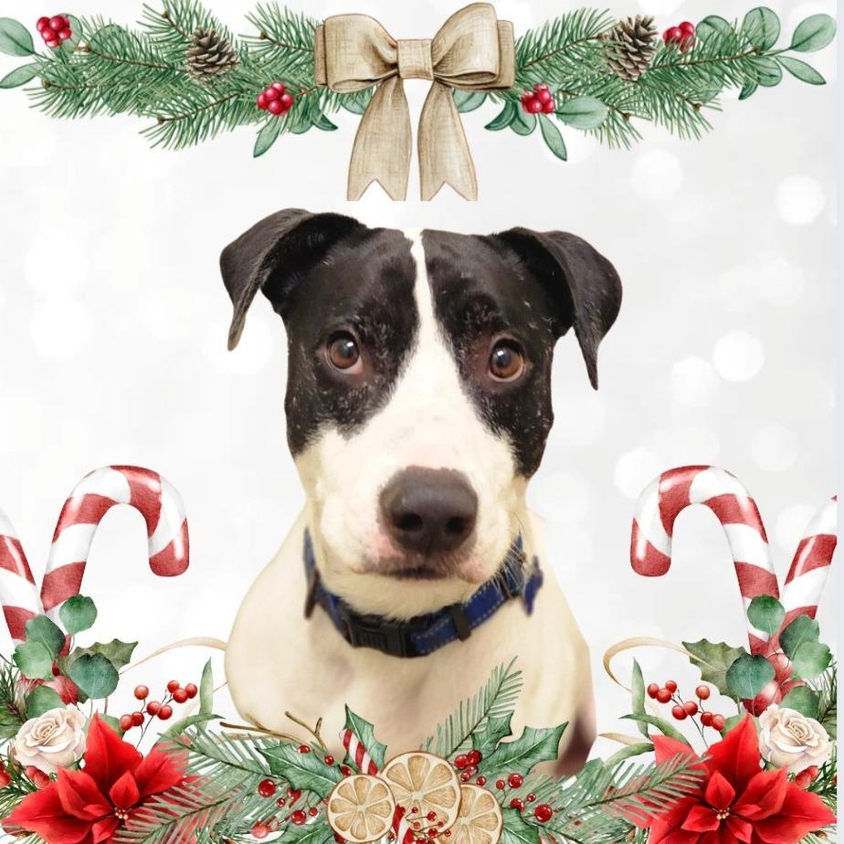 Enlarge Ruger (C000-193)- Chino Hills Location, a Adoptable mixed breed in Chino Hills, CA image 1/6