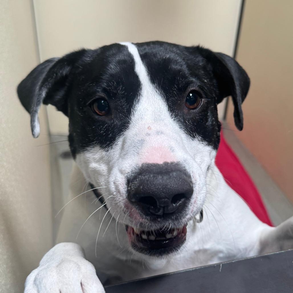 Enlarge Ruger (C000-193)- Chino Hills Location, a Adoptable mixed breed in Chino Hills, CA image 2/6