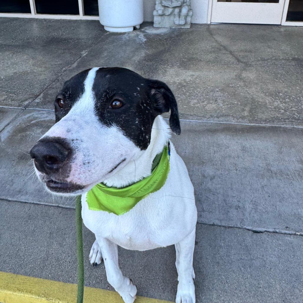 Enlarge Ruger (C000-193)- Chino Hills Location, a Adoptable mixed breed in Chino Hills, CA image 3/6