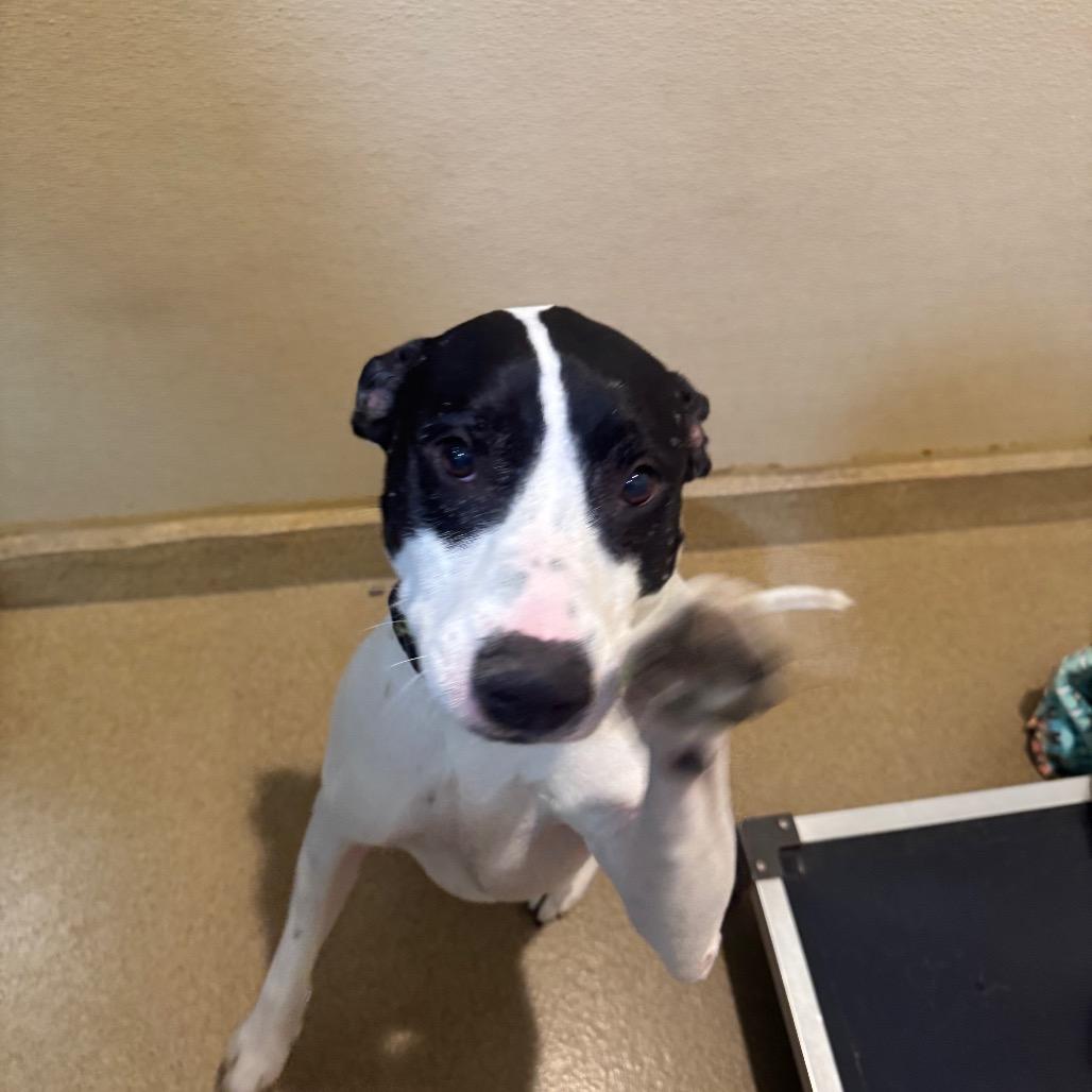 Enlarge Ruger (C000-193)- Chino Hills Location, a Adoptable mixed breed in Chino Hills, CA image 4/6