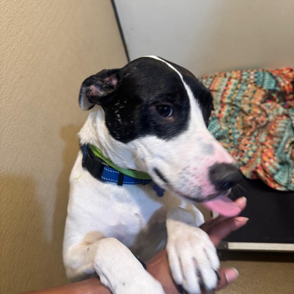 Enlarge Ruger (C000-193)- Chino Hills Location, a Adoptable mixed breed in Chino Hills, CA image 5/6