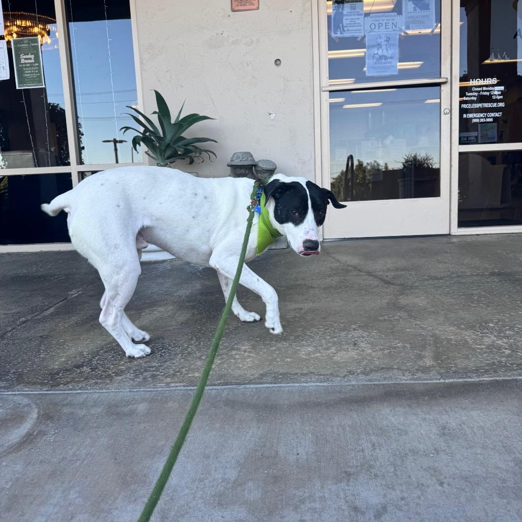Enlarge Ruger (C000-193)- Chino Hills Location, a Adoptable mixed breed in Chino Hills, CA image 6/6