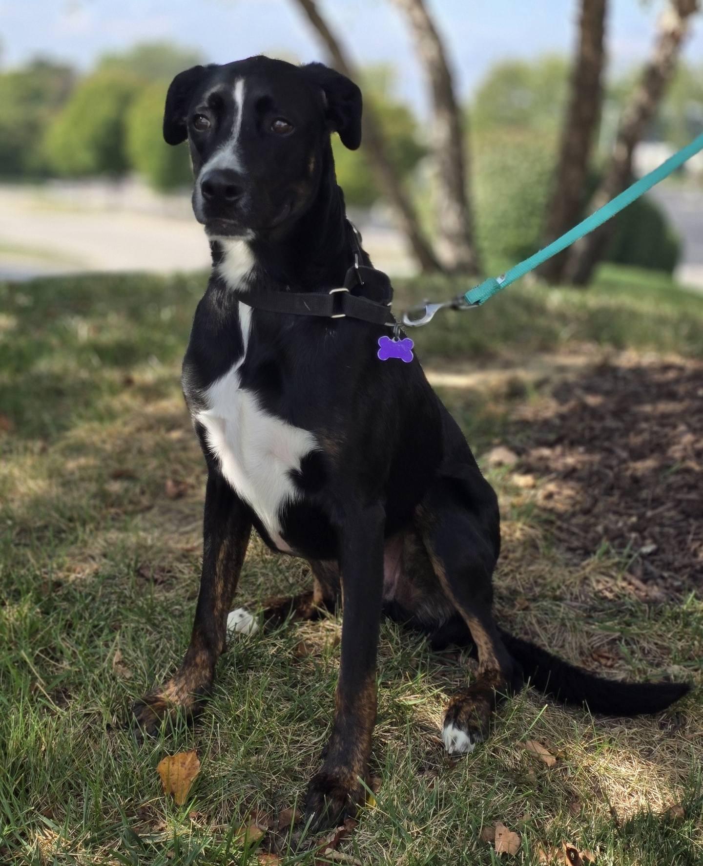 Eichel, a Adoptable mixed breed in St. Louis, MO image 2/3