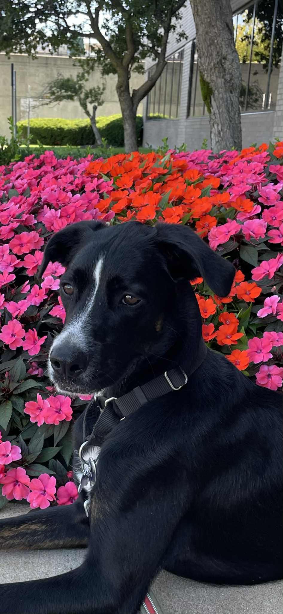 Eichel, a Adoptable mixed breed in St. Louis, MO image 3/3