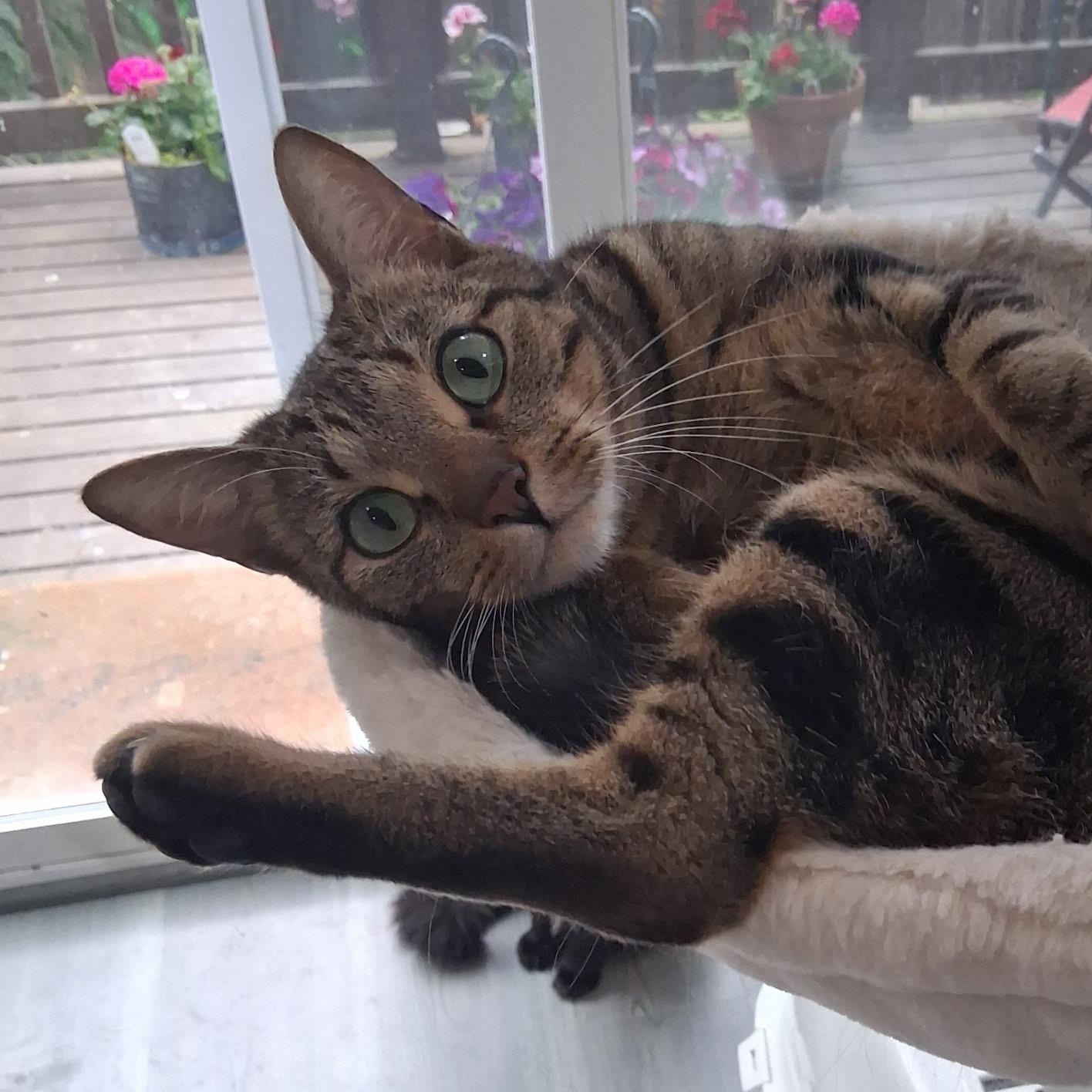 Sage, a Adoptable Domestic Short Hair in Bothell, WA image 1/3