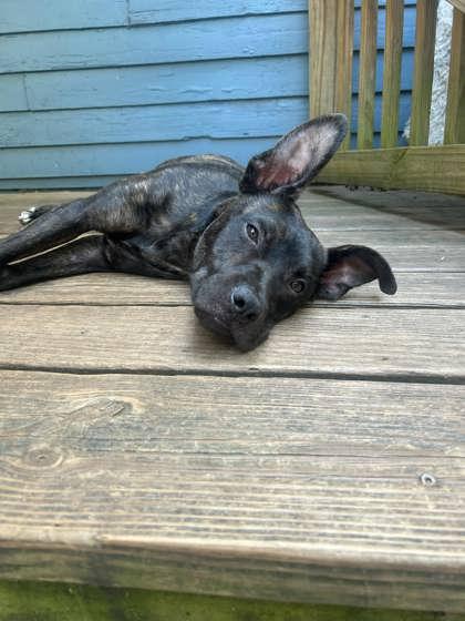 Enlarge Kibo, a Adoptable mixed breed in Atlanta, GA image 1/3