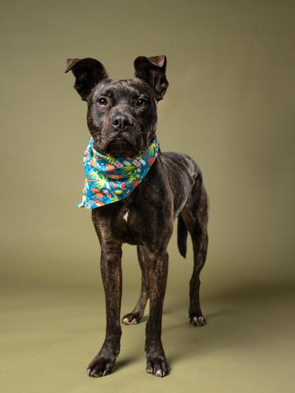 Kibo, a Adoptable mixed breed in Atlanta, GA image 2/3