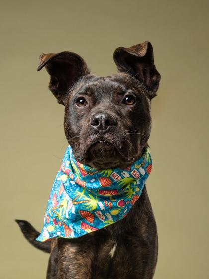 Kibo, a Adoptable mixed breed in Atlanta, GA image 3/3