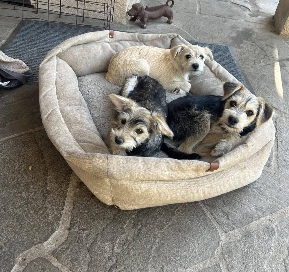 Brody, Adopted, Puppy Male Schnauzer & Terrier.
