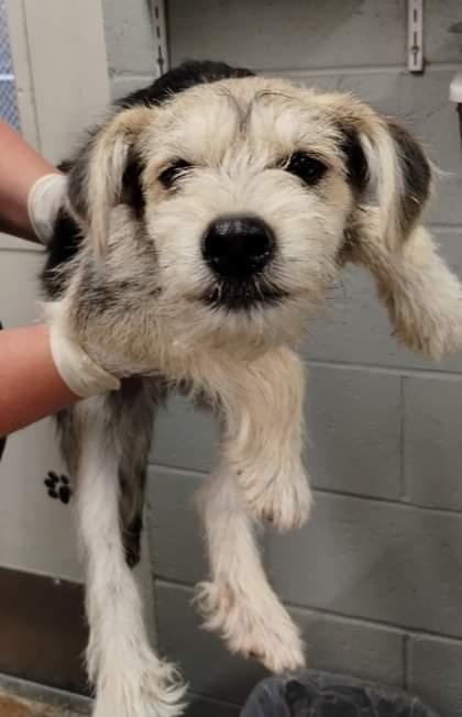 Brody, a Adopted mixed breed in Bend, OR image 2/3