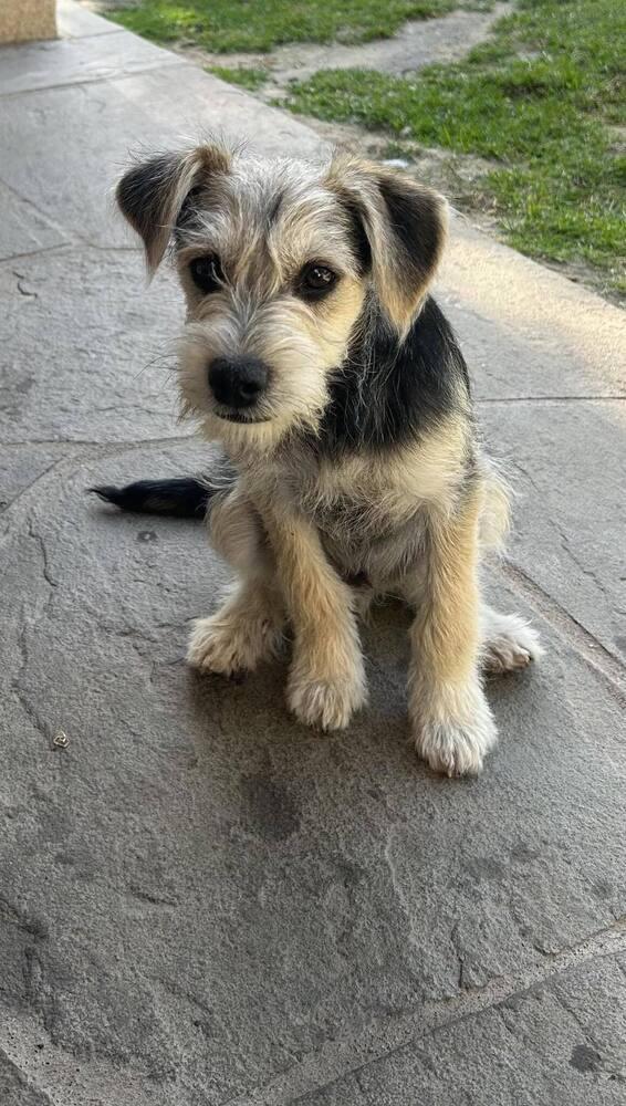 Brody, a Adopted mixed breed in Bend, OR image 3/3