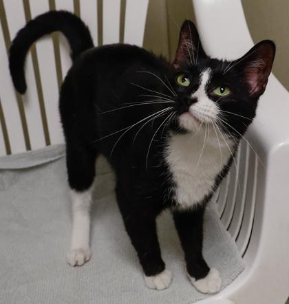 Enlarge Domino, a Adoptable mixed breed in Baraboo, WI image 1/3