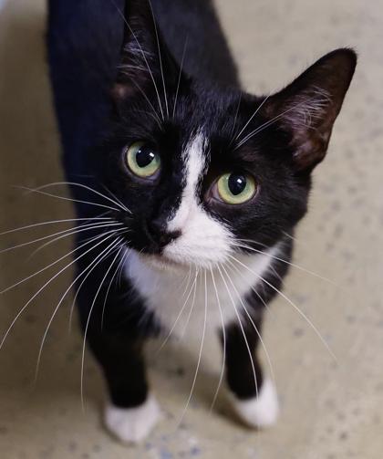 Enlarge Domino, a Adoptable mixed breed in Baraboo, WI image 2/3