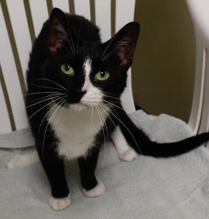 Enlarge Domino, a Adoptable mixed breed in Baraboo, WI image 3/3