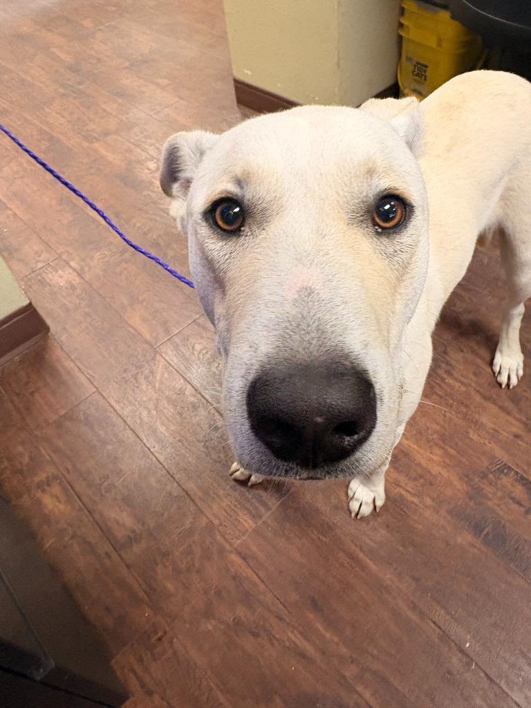 Dog Kennel #22 Buddy, Adoptable, Young Male Labrador Retriever & Mixed Breed.