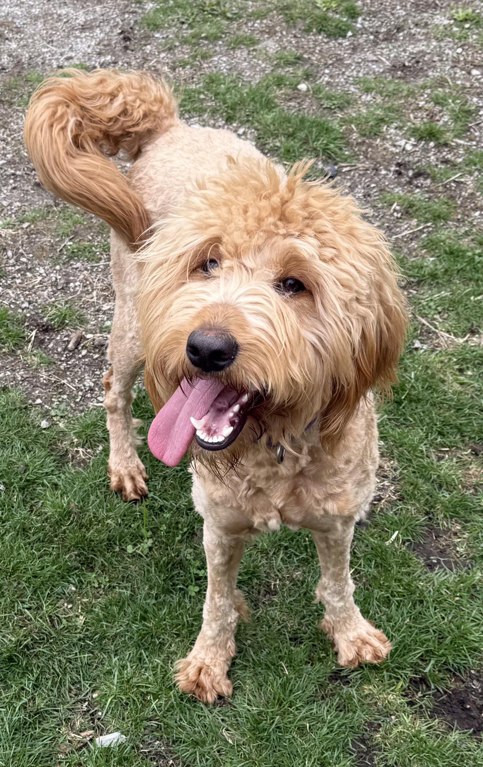 Enlarge Sierra , an adopted Goldendoodle in Lexington, KY image 1/2