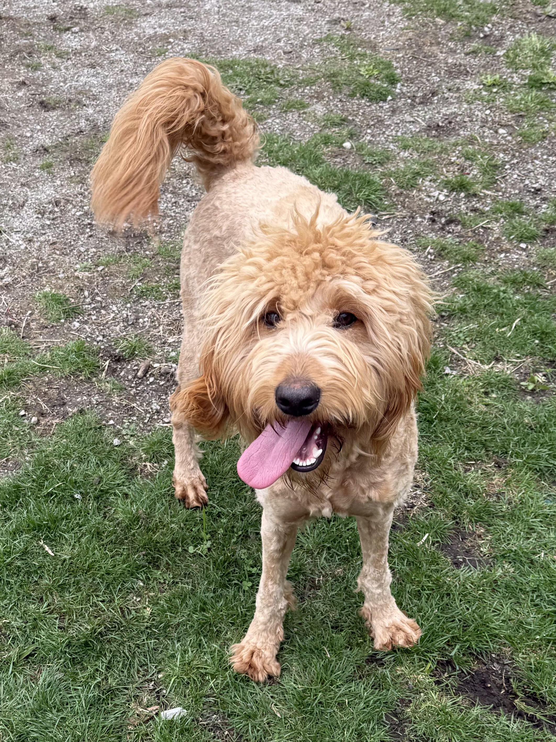Enlarge Sierra , an adopted Goldendoodle in Lexington, KY image 2/2