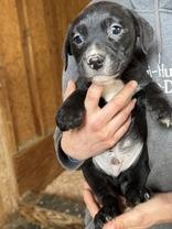 James, Adoptable, Young Male Mixed Breed.