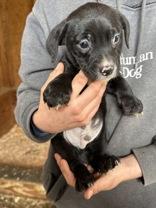 James, a Adoptable mixed breed in Madras, OR image 2/2
