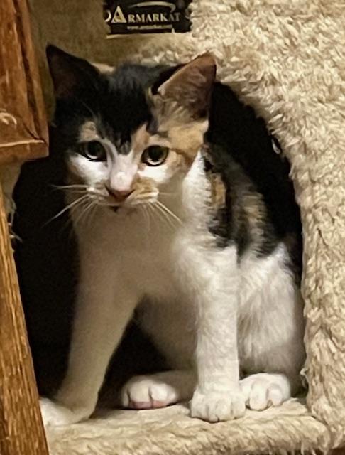Amelia, adopted, Kitten Female Domestic Short Hair.