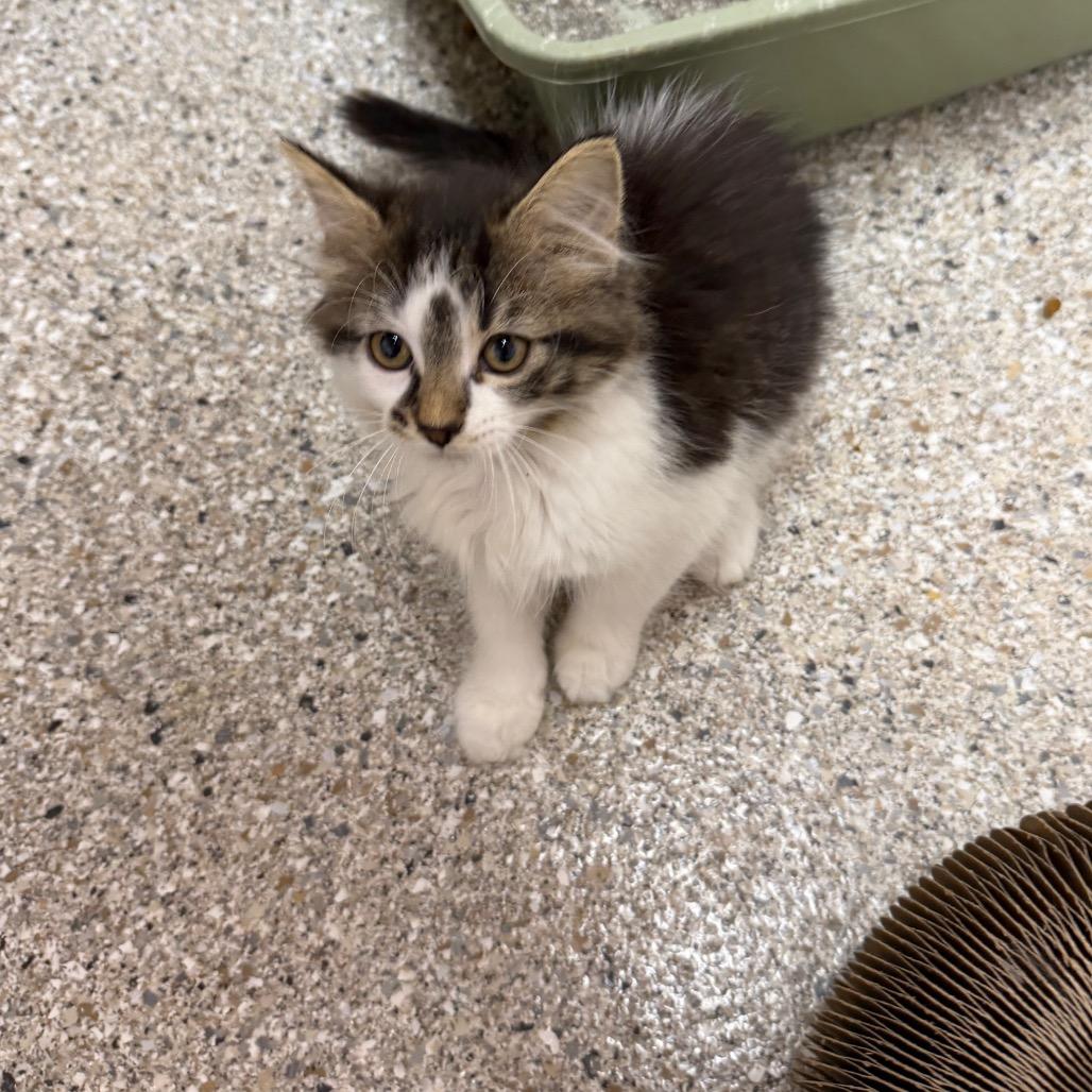 Enlarge Bim, a Adoptable Domestic Short Hair in Detroit Lakes, MN image 1/4
