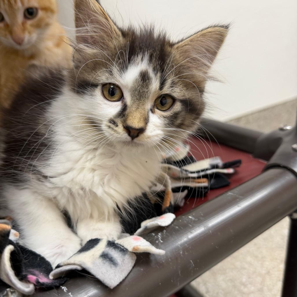 Enlarge Bim, a Adoptable Domestic Short Hair in Detroit Lakes, MN image 2/4