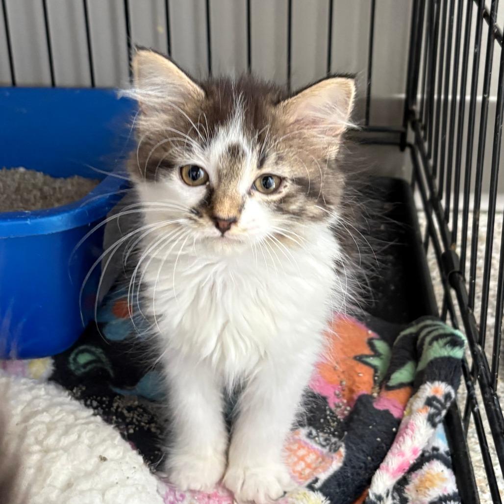 Enlarge Bim, a Adoptable Domestic Short Hair in Detroit Lakes, MN image 3/4