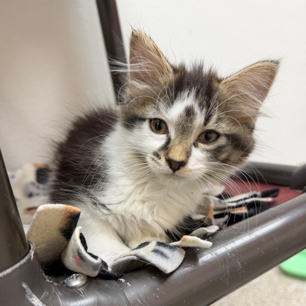 Enlarge Bim, a Adoptable Domestic Short Hair in Detroit Lakes, MN image 4/4