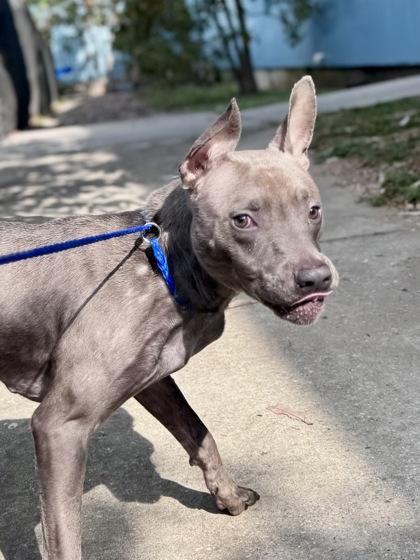 Titan, Adoptable, Adult Male Staffordshire Bull Terrier & Mixed Breed.