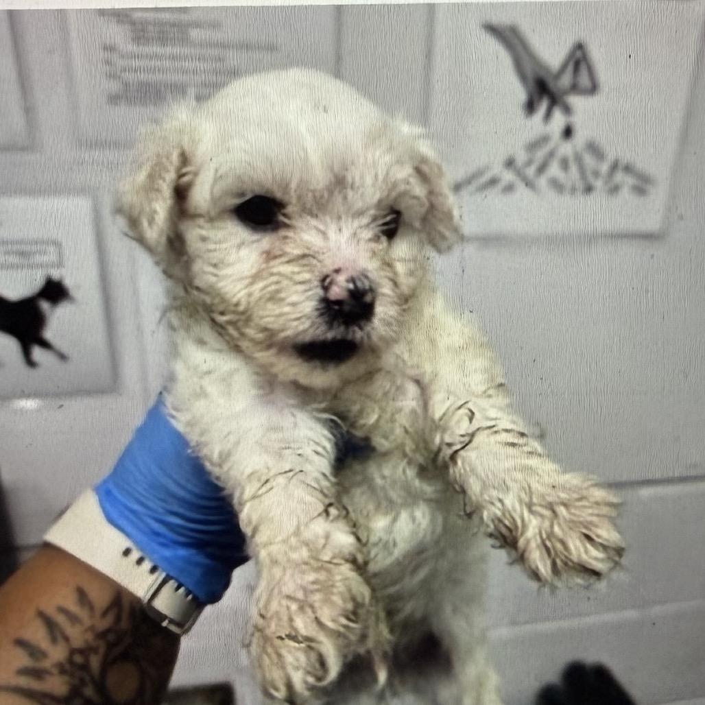 Kettle, Adoptable, Puppy Male Poodle.