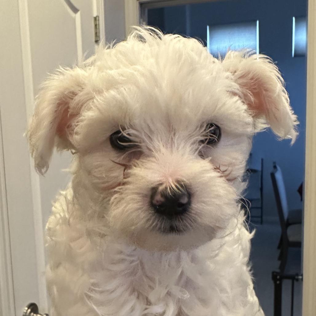 Enlarge Kettle, a Adoptable Poodle in Sacramento, CA image 2/3