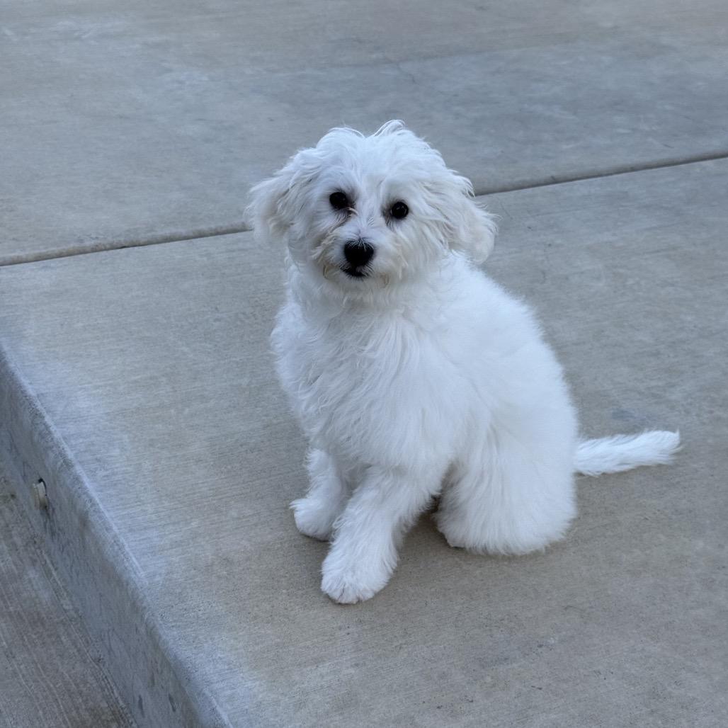 Enlarge Kettle, a Adoptable Poodle in Sacramento, CA image 3/3